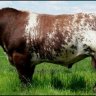 shorthorn